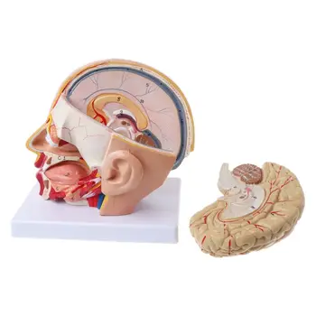 Анатомия на човека за главата, черепа, мозъка, Мозъчна артерия, анатомическая модел за обучение H8WD